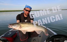 Gume de cautare sau de panica pentru salau! Daiwa Tournament D Fin.